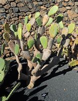 De verzameling van cactussen van de Cactustuin in Guatiza in Lanzarote. Opuntia tomentella. Klikken om het beeld te vergroten.