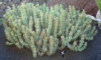 A coleção de eufórbios do Jardim de Cactus em Guatiza em Lanzarote. Euphorbia virosa. Clicar para ampliar a imagem.
