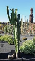 A coleção de eufórbios do Jardim de Cactus em Guatiza em Lanzarote. Euphorbia candelabrum. Clicar para ampliar a imagem.