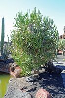 La collección de euforbias del Jardín de Cactus de Guatiza en Lanzarote. alcicornis Euphorbia. Haga clic para ampliar la imagen.