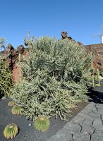 La collection d'euphorbes du Jardin de Cactus à Guatiza à Lanzarote. Euphorbia stenoclada. Cliquer pour agrandir l'image.
