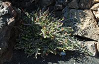 De verzameling van wolfsmerk van de Cactustuin in Guatiza in Lanzarote. Euphorbia milii. Klikken om het beeld te vergroten.