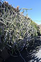 De verzameling van wolfsmerk van de Cactustuin in Guatiza in Lanzarote. Euphorbia heterochroma. Klikken om het beeld te vergroten.