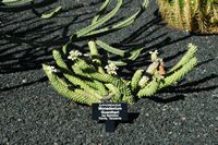 A coleção de eufórbios do Jardim de Cactus em Guatiza em Lanzarote. Euphorbia guentheri. Clicar para ampliar a imagem.