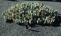 A coleção de eufórbios do Jardim de Cactus em Guatiza em Lanzarote. Euphorbia resinifera. Clicar para ampliar a imagem.