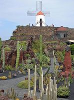 De collectie van vetplanten van de Cactustuin in Guatiza in Lanzarote. Cactustuin. Klikken om het beeld te vergroten.