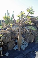 De collectie van vetplanten van de Cactustuin in Guatiza in Lanzarote. Pachypodium lamerei. Klikken om het beeld te vergroten.