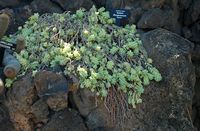 De collectie van vetplanten van de Cactustuin in Guatiza in Lanzarote. Sedum morganianum. Klikken om het beeld te vergroten.