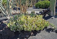 La colección de plantas suculentas del Jardín de Cactus de Guatiza en Lanzarote. Caralluma somalica. Haga clic para ampliar la imagen.