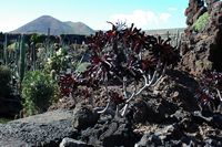 La colección de plantas suculentas del Jardín de Cactus de Guatiza en Lanzarote. Aaeonium arboreum. Haga clic para ampliar la imagen.