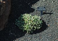 The collection of succulents Cactus Garden in Guatiza in Lanzarote. Carruanthus peersii. Click to enlarge the image.