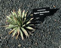 La collection de plantes succulentes du Jardin de Cactus à Guatiza à Lanzarote. Agave geminiflora. Cliquer pour agrandir l'image.