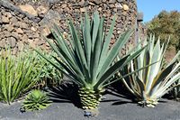 Die Sammlung von Sukkulenten Kaktusgarten in Guatiza auf Lanzarote. Agave Fourcroydes. Klicken, um das Bild zu vergrößern