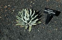 Die Sammlung von Sukkulenten Kaktusgarten in Guatiza auf Lanzarote. Agave macroacantha. Klicken, um das Bild zu vergrößern