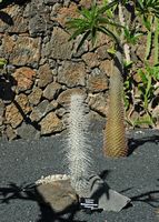 Die Sammlung von Sukkulenten Kaktusgarten in Guatiza auf Lanzarote. Didierea madagascariensis. Klicken, um das Bild zu vergrößern