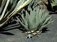 La colección de plantas suculentas del Jardín de Cactus de Guatiza en Lanzarote. Agave victoriae-reginae. Haga clic para ampliar la imagen.