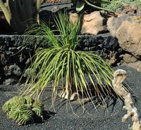 La collection de plantes succulentes du Jardin de Cactus à Guatiza à Lanzarote. Nolina recurvata. Cliquer pour agrandir l'image.