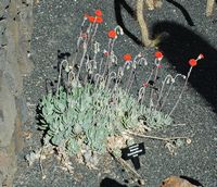 La colección de plantas suculentas del Jardín de Cactus de Guatiza en Lanzarote. Tansy flor roja (Senecio coccineiflorus). Haga clic para ampliar la imagen.