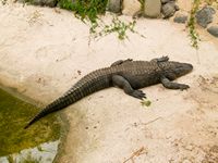 A aldeia de La Lajita em Fuerteventura. Aligátor-americano (Alligator mississippiensis) (autor Norbert Nagel). Clicar para ampliar a imagem.