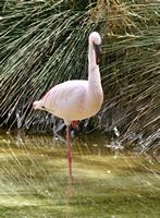 A aldeia de La Lajita em Fuerteventura. Flamingo-pequeno (Phoeniconaias minor) (autor Norbert Nagel). Clicar para ampliar a imagem.