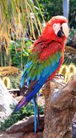 The village of La Lajita Fuerteventura. Scarlet Macaw (Ara Macao) (author Tony Hisgett). Click to enlarge the image.