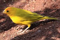 Das Dorf La Lajita Fuerteventura. Saffron Finch (Sicalis flaveola) (Tony Hisgett Autor). Klicken, um das Bild zu vergrößern