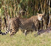 Das Dorf La Lajita Fuerteventura. Cheetah (Acinonyx jubatus) (Tony Hisgett Autor). Klicken, um das Bild zu vergrößern