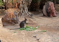 A aldeia de La Lajita em Fuerteventura. Wallaby de Bennett (Macropus rufogriseus) (autor Frank Vincentz). Clicar para ampliar a imagem.