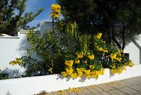 Le village de Mancha Blanca à Lanzarote. Plant de Tecoma stans. Cliquer pour agrandir l'image.