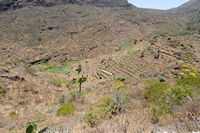 Das Dorf Masca auf Teneriffa. Kulturen. Klicken, um das Bild zu vergrößern