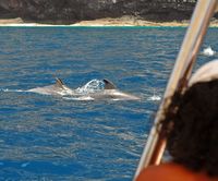 Het dorp Puerto de Santiago in Tenerife. Dolfijnen, Los Gigantes kliffen. Klikken om het beeld te vergroten.