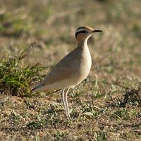 Het dorp Sóo in Lanzarote. Renvogel (Cursorius cursor) naar El Jable (auteur Frank Vassen). Klikken om het beeld te vergroten.