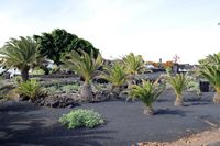 El pueblo de Tahíche en Lanzarote. Jardín César Manrique. Haga clic para ampliar la imagen.