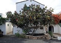 Das Dorf Tiagua in Lanzarote. Magnolia. Klicken, um das Bild zu vergrößern