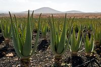 A aldeia de Tiscamanita em Fuerteventura. Um campo de aloés verdadeiros (Aloe vera) (autor Nikodem Nijaki). Clicar para ampliar a imagem.