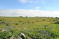 Il villaggio di Los Valles a Lanzarote. Lanzarote Viperine (Echium lancerottense). Clicca per ingrandire l'immagine.