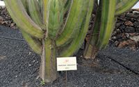 De stad Antigua in Fuerteventura. De cactustuin.Pachycereus marginatus. Klikken om het beeld te vergroten.