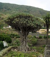La città di Icod de los Vinos a Tenerife. Albero del drago. Clicca per ingrandire l'immagine.