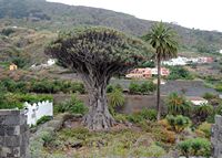 De stad Icod de los Vinos in Tenerife. Drakenbloedboom. Klikken om het beeld te vergroten.