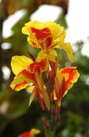 La ciudad de La Orotava en Tenerife. Iris, Hijuela del Jardín Botánico. Haga clic para ampliar la imagen.