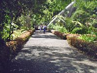 De stad Puerto de la Cruz in Tenerife. Botanische tuin. Klikken om het beeld te vergroten.