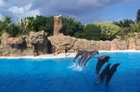The town of Puerto de la Cruz in Tenerife. Dolphins at Loro Park. Click to enlarge the image.