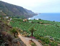 The town of Los Realejos in Tenerife. Cultures. Click to enlarge the image.