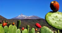 De stad Santiago del Teide in Tenerife. Klikken om het beeld te vergroten.