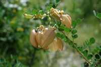 La flore et le faune du Biokovo en Croatie. Baguenaudier arborescent (Colutea arborescens). Cliquer pour agrandir l'image dans Adobe Stock (nouvel onglet).