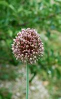 La flore et le faune du Biokovo en Croatie. Ail à tête ronde (Allium sphaerocephalon). Cliquer pour agrandir l'image dans Adobe Stock (nouvel onglet).