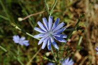 La flore et le faune du Biokovo en Croatie. Chicorée sauvage (Cichorium intybus). Cliquer pour agrandir l'image dans Adobe Stock (nouvel onglet).