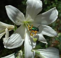 Read white (Lilium candidum), island of Mljet. Click to enlarge the image in Adobe Stock (new tab).