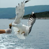 Seagull in the channel of Hvar. Click to enlarge the image in Adobe Stock (new tab).