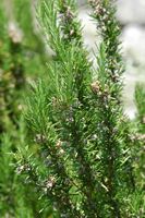 Officinal rosemary (Rosmarinus officinalis). Click to enlarge the image in Adobe Stock (new tab).